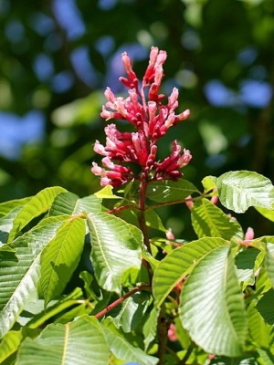 Afbeelding Rode Pavia - Aesculus pavia 'Atrosanguinea'