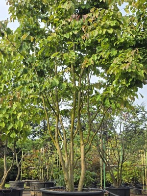 Afbeelding Perzisch IJzerhout - Parrotia persica