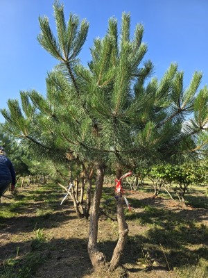 Afbeelding 2 stammige Oostenrijkse Den - Pinus nigra 'Nigra'