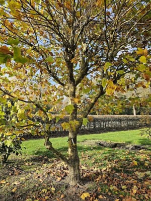 Afbeelding Plataan - Platanus hispanica