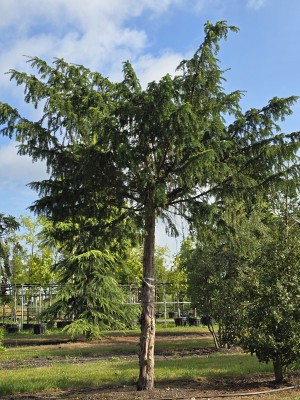 Afbeelding Treurtaxus - Taxus baccata dovastoniana 'Aurea Pendula'
