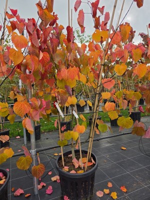 Afbeelding Amerikanischer Judasbaum - Cercis canadensis 'Forest Pansy'