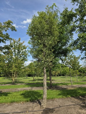Afbeelding Kurkeik - Quercus Suber