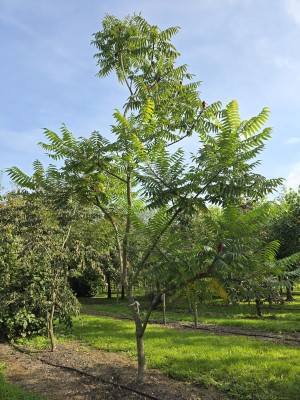 Afbeelding struikvorm Fluweelboom - Rhus typhina