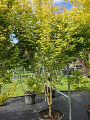 Afbeelding Japanse esdoorn met gele takken - Acer palmatum 'Bi-hoo'