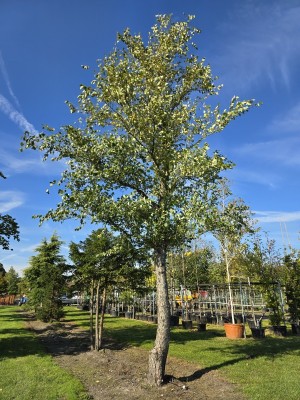Afbeelding Zwarte Berk - Betula nigra