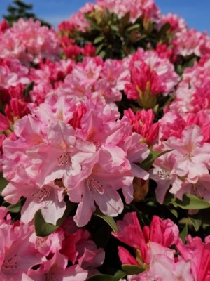Afbeelding Japanse Rhododendron - Rhododendron Yakushimanum ‘Pink Cherub’