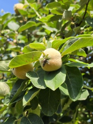 Afbeelding Appelvormige Kweepeer - Cydonia Oblonga 'Leskovacz'