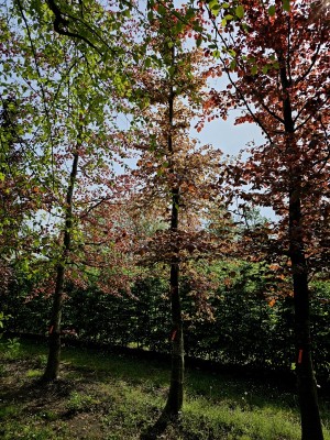 Afbeelding Rode beuk - Fagus sylvatica 'Atropunicea'
