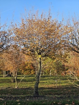 Afbeelding Einheimische Hainbuche als Dachbaum - Carpinus betulus