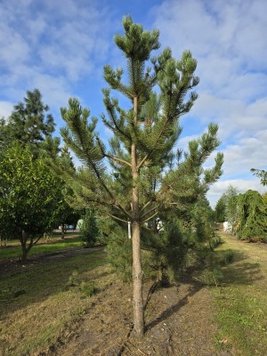 Afbeelding Oostenrijkse den - Pinus nigra 'Robusta'