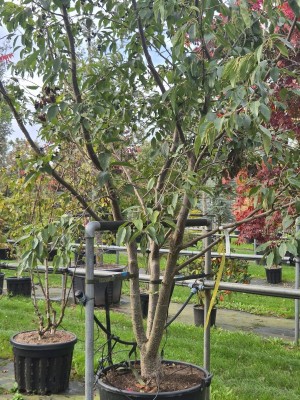 Afbeelding Erle 'Spaeth' - Alnus x spaethii 'Spaeth'