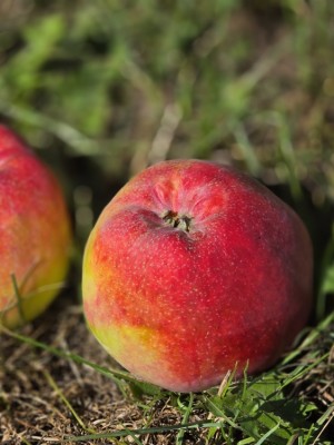 Afbeelding appel - Malus domestica 'Zigeunerin'