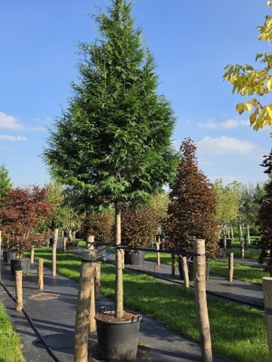 Afbeelding Lebensbaum, Konifere - Thuja plicata 'Gelderland