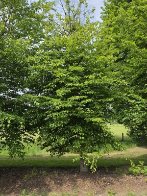 Afbeelding HAAGBEUK als ruige karakterboom - Carpinus betulus