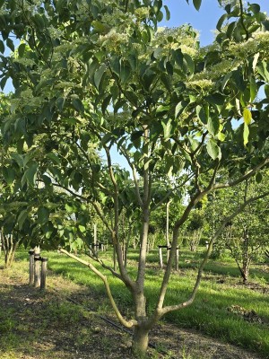 Afbeelding Reuzen Kornoelje - Cornus controversa
