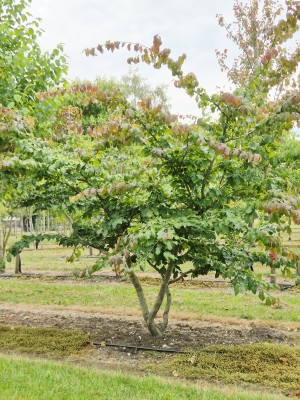 Afbeelding Persisches Eisenholz - Parrotia persica