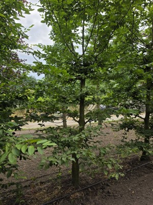 Afbeelding Speelboom,  klimboom, vogelboom, - Carpinus betulus