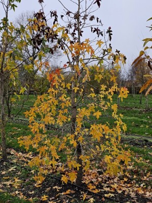 Afbeelding Amberbaum - Liquidambar styraciflua