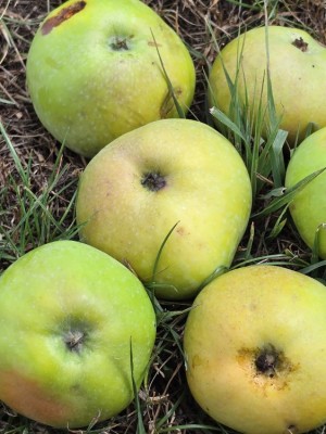 Afbeelding Zoete aagt appeltjes - Malus domestica 'Zoete Aagt'