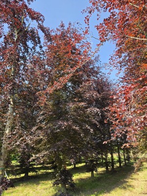 Afbeelding Rode beuk - Fagus sylvatica 'Atropunicea'