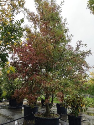 Afbeelding Wilgbladige eik - Quercus Phellos