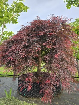 Afbeelding Japanse esdoorn 'Garnet' - Acer palmatum 'Garnet'