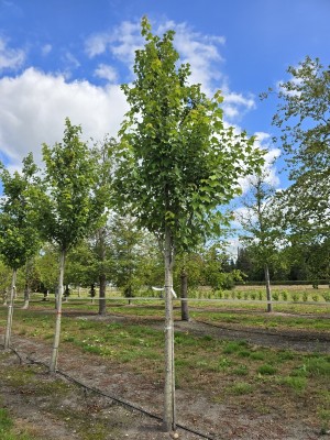 Afbeelding Amerikanischer Ahorn - Acer rubrum 'Summer Red'