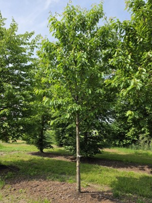 Afbeelding Kers 'Regina' - Prunus avium 'Regina'