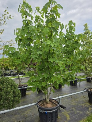 Afbeelding Franse esdoorn - Acer Monspessulanum