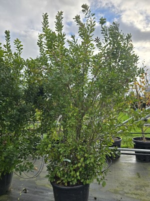 Afbeelding Amerikaanse wasgagel - Myrica pensylvanica