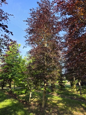 Afbeelding Rode beuk - Fagus sylvatica 'Atropunicea'