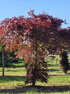 Afbeelding Rode beuk - Fagus sylvatica 'Atropunicea'