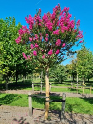 Afbeelding Lagerstroemia indica 'Rosea' - Lagerstroemia indica 'Rosea'
