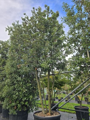 Afbeelding Steeneik - Quercus ilex
