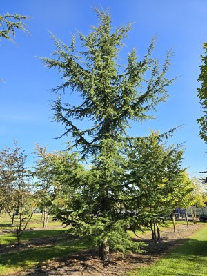 Afbeelding Libanonceder - Cedrus libani