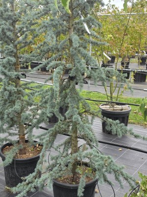 Afbeelding Blaue Atlaszeder - Cedrus libani 'Glauca'