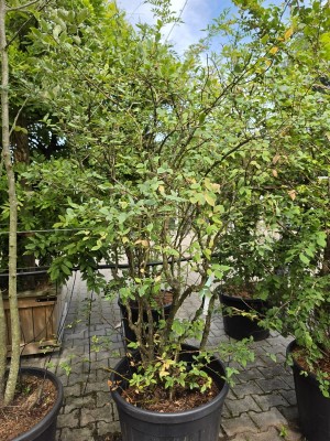 Afbeelding Grote blauwe bes - Vaccinium corymbosum 'Elliot'