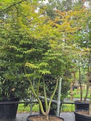 Afbeelding Japanischer Ahorn 'Osakazuki - Acer palmatum 'Osakazuki
