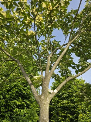 Afbeelding Japanischer Großblütiger Hartriegel - Cornus kousa