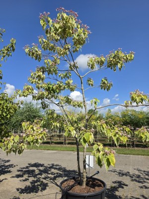 Afbeelding Bontbladige pindakaasstruik - Clerodendrum trichotomum 'Variegatum'