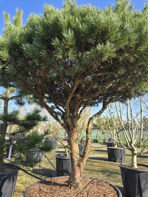 Afbeelding Dwerg Den - Pinus sylvestris 'Watereri'
