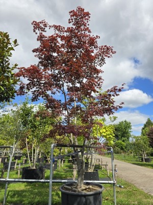 Afbeelding Japanse Esdoorn - Acer palmatum 'Bloodgood'
