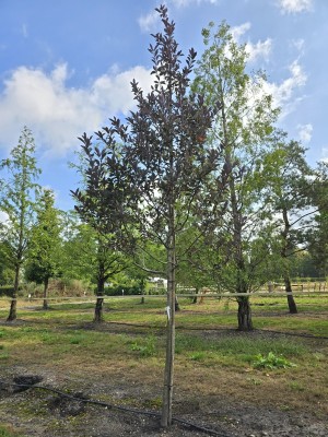 Afbeelding Braunblättrige Vogelkirsche - Prunus padus 'Colorata'
