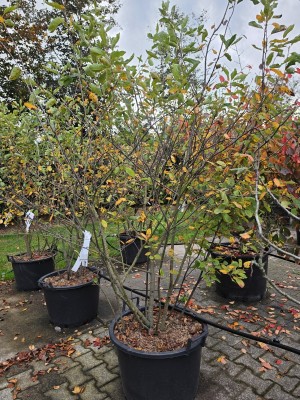 Afbeelding Krentenboom meerstam - Amelanchier lamarckii
