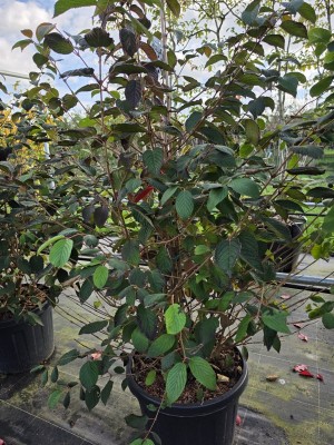 Afbeelding Japanse sneeuwbal - Viburnum plicatum 'Popcorn'