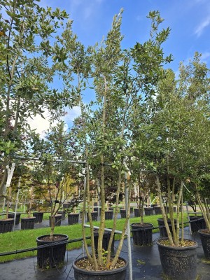 Afbeelding Steineiche - Quercus ilex