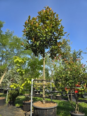 Afbeelding Magnolia grandiflora 'Galissonnière' - Magnolia grandiflora 'Galissonnière'
