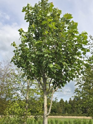 Afbeelding Amerikanischer Ahorn - Acer rubrum 'Summer Red'