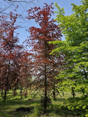 Afbeelding Rode beuk - Fagus sylvatica 'Atropunicea'